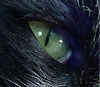 КОТ